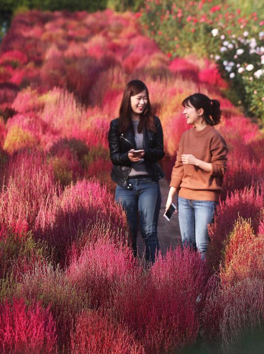 27일 오후 경기도 용인시 에버랜드를 찾은 시민들이 붉게 물든 코키아(댑싸리) 사이에서 가을 추억을 남기고 있다.
